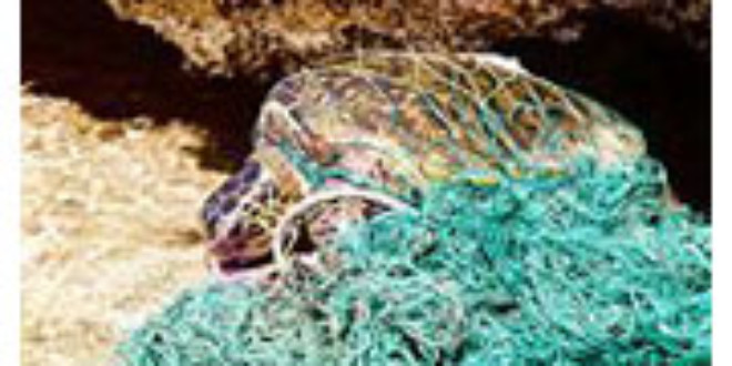 Trapped an abandoned fishing net - Wikipedia