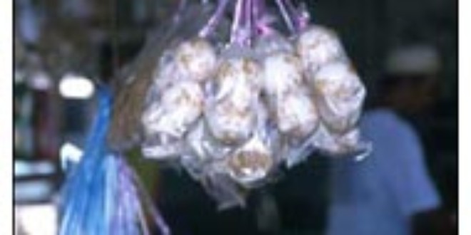 Hawksbill eggs on sale local markets (news.bbc.co.uk)