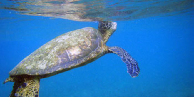 Green turtle breaks the surface to breathe.