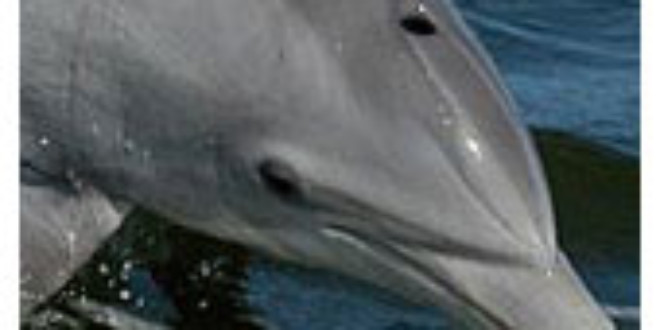 Bottenose dolphin