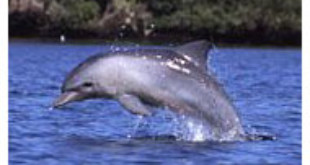 Delfín mular del Pacífico Índico