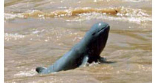 Mekong Dolphin from mekongdolphin.org