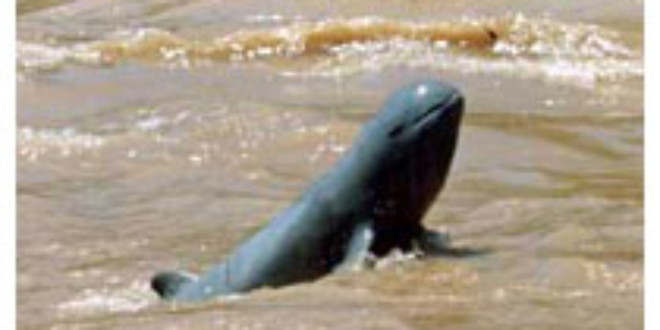 Mekong Dolphin from mekongdolphin.org