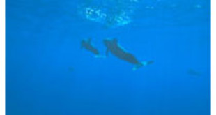 Pilot whales, mother and calf,