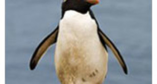 Southern Rockhopper Penguin from Wikipedia