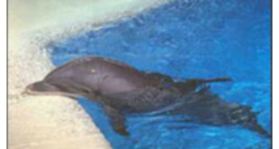 Dolphin captivity