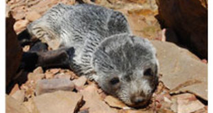 This sea lion pup died on its way to Adelaide Zoo from portaugusta.yourguide.com.au