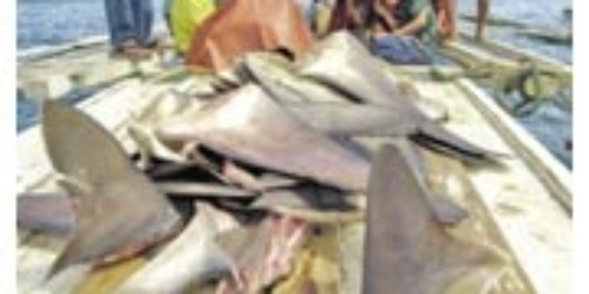Shark finning