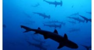 Threatened Sharks