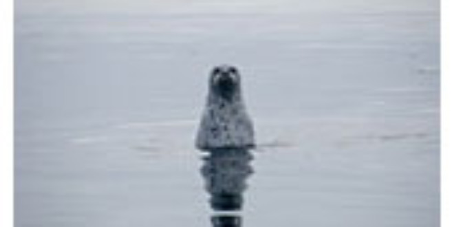 Spotted Seal from Wikipedia