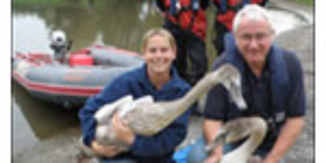 Swans rescued from Highbridge lake from burnham-on-sea.com