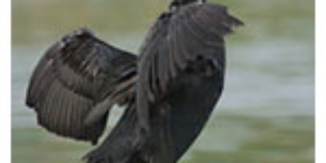 Cormorant from Wikipedia
