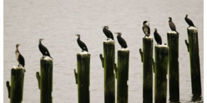 Cormorants sit on poles in the Schlei River in northern Germany in February. (KEYSTONE/AP Photo/Heribert Proepper)