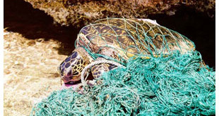 Sea turtle caught in a ghost net