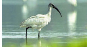 Black-headed Ibis, one of the bird species found in the State ( from hindu.com)