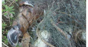 One of the disturbing photos showing the platypus entangled in a gillnet at Obi Obi Creek. Photo: Contributed