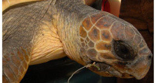 The rescued turtle, with a fishing line in its mouth From timesofmalta.com