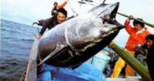 Sushi lovers alert overfishing puts bluefin tuna on the verge of extinction