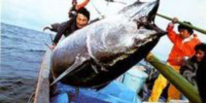 Sushi lovers alert overfishing puts bluefin tuna on the verge of extinction