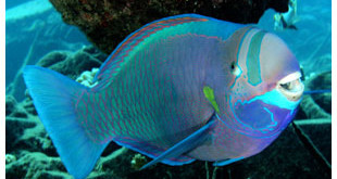 Parrotfish (scaridae), a family of fish, which uhu is the Hawaiian word for