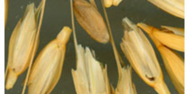 Spikelets of a hulled wheat