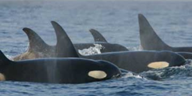 Resident (fish-eating) Orcas