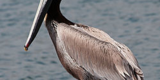 Brown Pelican from Wikipedia