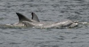 As of Tuesday, five dolphins reportedly were still in the Shrewsbury River. (FILE PHOTO)