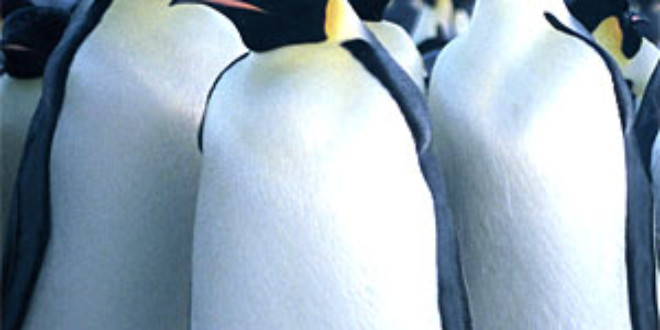 Emperor penguins could be pushed to the brink of extinction by the end of this century due to the melting of Antarctic sea ice caused by global climate change.