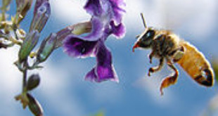 Honey bee (Credits: Wikipedia)