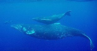 Humpback mother and calf in Hawaiian waters (Photo by Fotolen)