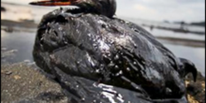 Oil slick kills hundreds of birds