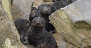 Northern fur seal pups on St. Paul Island. Credit: NOAA