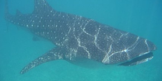 A whale shark in the Maldives (Wikipedia)
