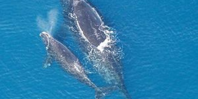 Right Whale and Calf (Wikipedia)