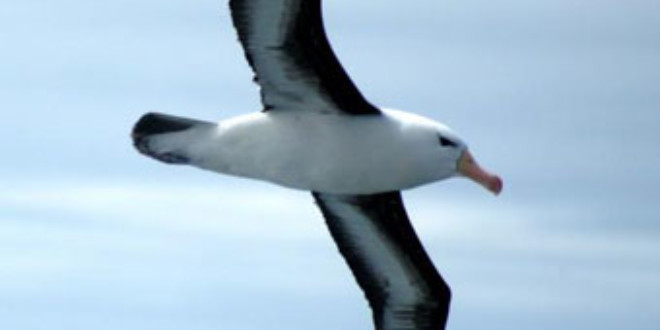 Albatross. Credits: Wikipedia
