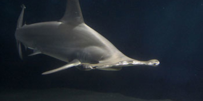 Hammerhead Shark (Wikipedia)