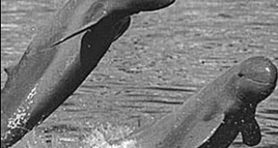 Irrawady dolphins