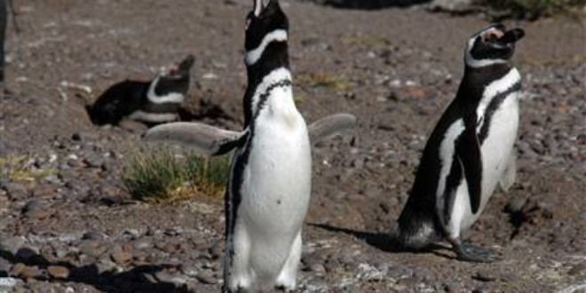 Magellanic penguins - Graham Harris / Wildlife Conservation Society
