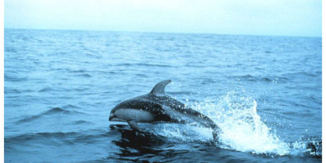 Pacific White-sided Dolphin (Wikipedia)