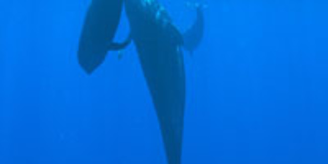 Pilot whales, mother and calf, Kona, Hawaii (Wikipedia)