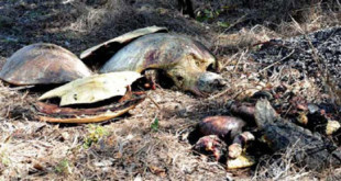 The remains of three giant sea turtles dumped by the side of the road