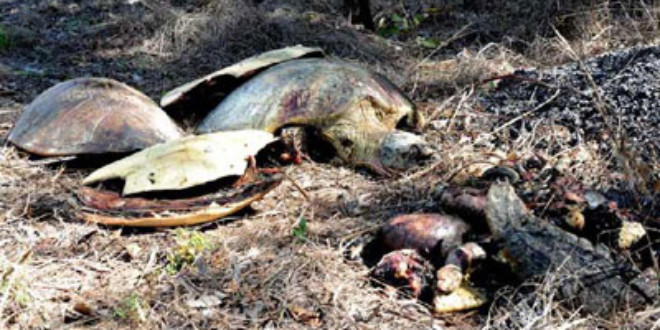 The remains of three giant sea turtles dumped by the side of the road