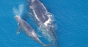 North Atlantic Right Whale and calf. Credits: Wikipedia