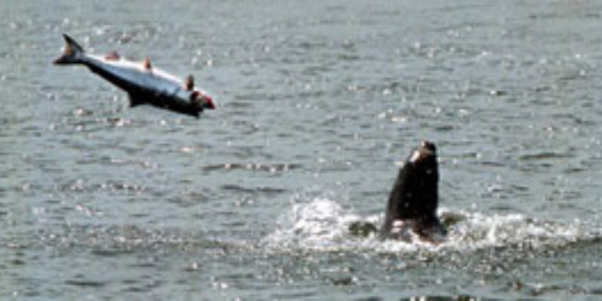 A sea lion with a salmon in the Columbia River. THE OREGONIAN