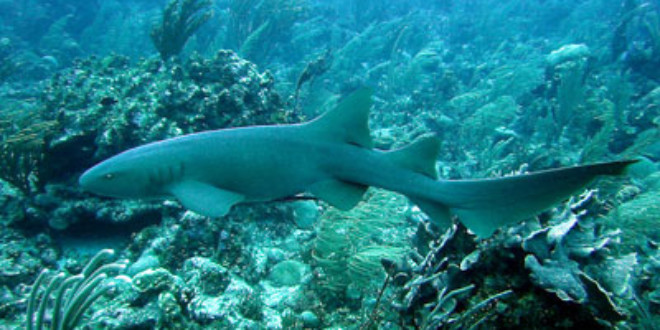 Nurse shark near Ambergris Caye, Belize. Credits: Wikipedia