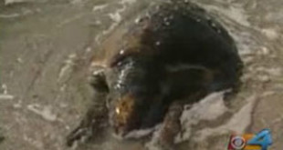 A sea turtled washed ashore in Ft. Lauderdale in what some say was struck by a boat. CBS