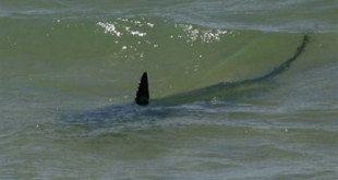 The fin of a shark breaks the surface near the