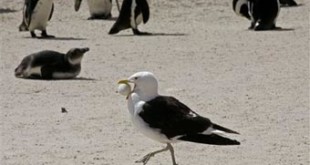 A bird walks past with a penguin egg in its mouth on the beach at Simons Town, South Africa, Monday, Feb. 9, 2009. Credits: Schalk van Zuydam