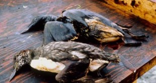 Wildlife was severely affected by the oil spill. Credits: Wikipedia